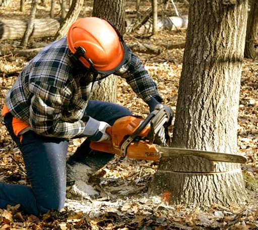 Tree Removal in Lutts, TN